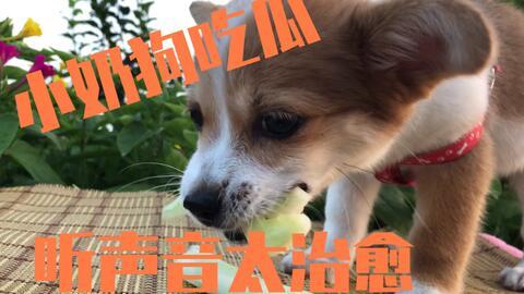 娱乐圈吃瓜小狗是谁啊,揭秘神秘“吃瓜群众”身份